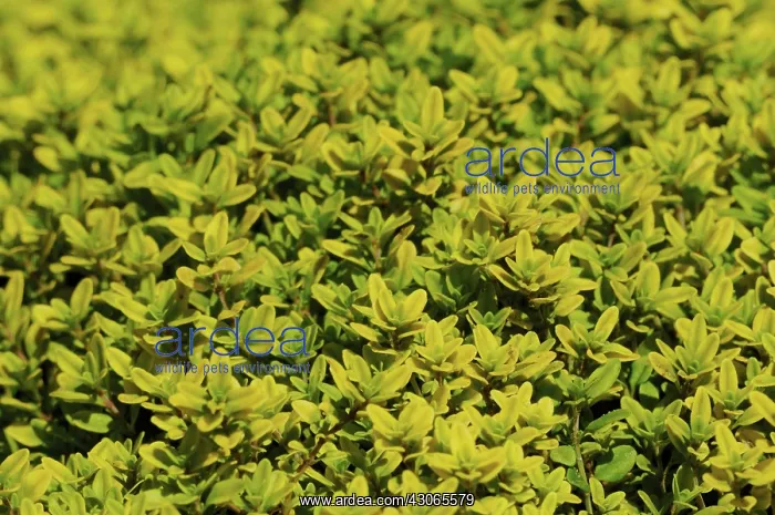 : Thyme, Golden Lemon thyme, Thymus x citriodorus Aurea : Thyme, Golden Lemon thyme, Thymus x citriodorus Aurea