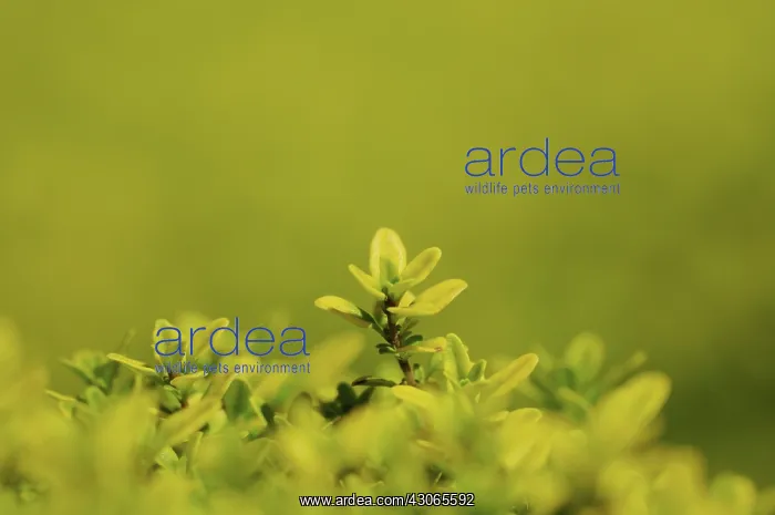 : Thyme, Golden Lemon thyme, Thymus x citriodorus Aurea : Thyme, Golden Lemon thyme, Thymus x citriodorus Aurea