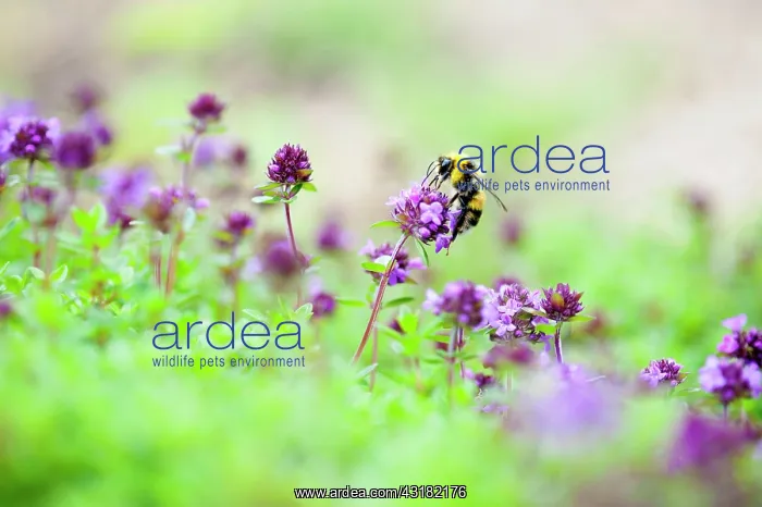 : Thyme, Mother of thyme, Thymus praecox, Close side : Thyme, Mother of thyme, Thymus praecox, Close side