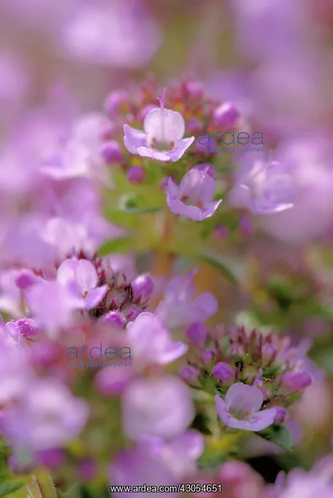 : Thyme, Thymus : Thyme, Thymus
