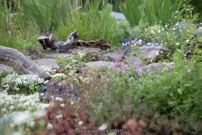 : Thyme, Thymus : Thyme, Thymus