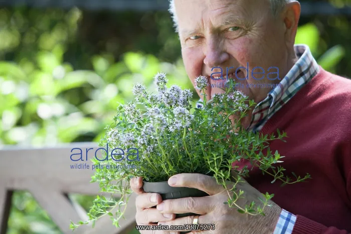 : Thyme, Thymus : Thyme, Thymus