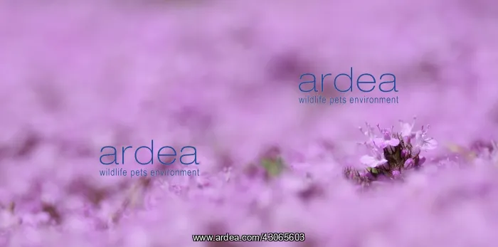 : Thyme, Thymus Bressingham Pink : Thyme, Thymus Bressingham Pink