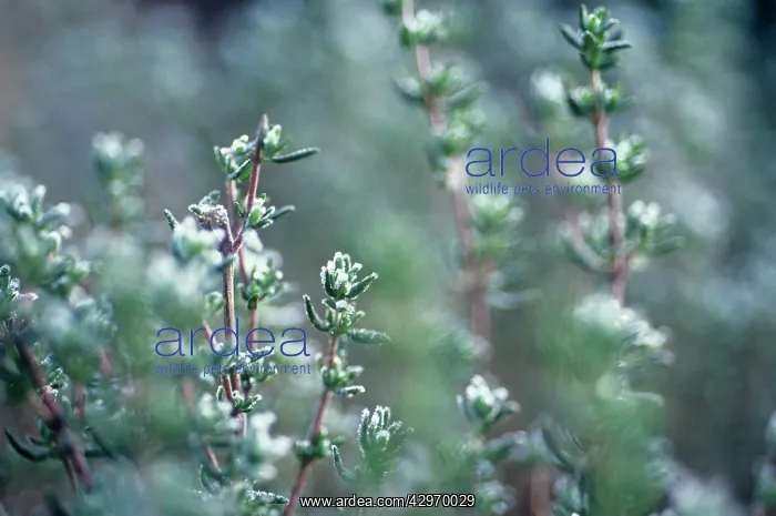 : Thyme, Thymus vulgaris : Thyme, Thymus vulgaris
