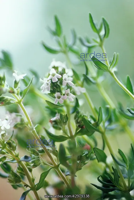 : Thyme, Thymus vulgaris : Thyme, Thymus vulgaris