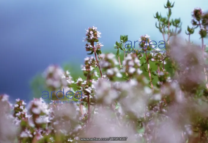 : Thyme, Thymus vulgaris : Thyme, Thymus vulgaris