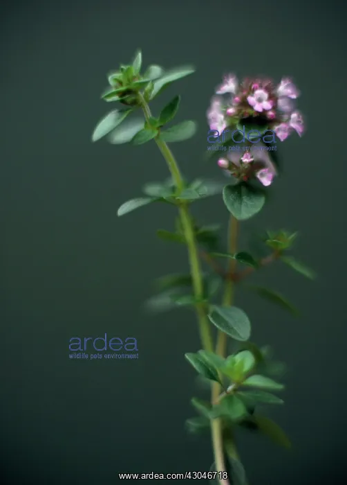 : Thyme, Thymus vulgaris : Thyme, Thymus vulgaris