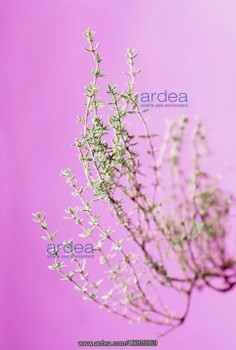  : Thyme, Thymus vulgaris