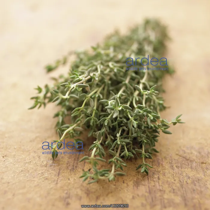 : Thyme, Thymus vulgaris : Thyme, Thymus vulgaris