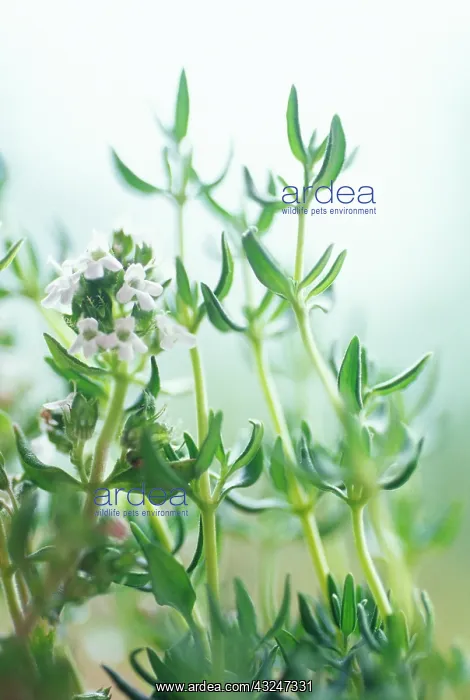 : Thyme, Thymus vulgaris : Thyme, Thymus vulgaris