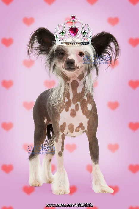 : Dog - Chinese Crested Dog wearing Crown / Tiara on heart background Digital Manipulation : Dog - Chinese Crested Dog wearing Crown / Tiara on heart background Digital Manipulation