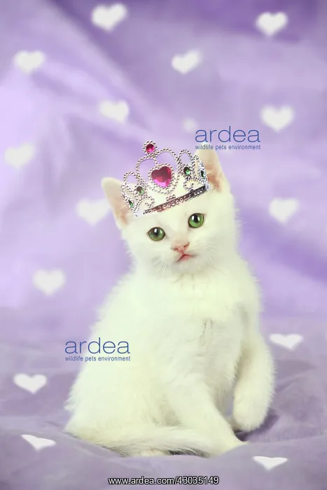 : CAT Kitten sitting down wearing Crown / Tiara on heart background Digital Manipulation : CAT Kitten sitting down wearing Crown / Tiara on heart background Digital Manipulation