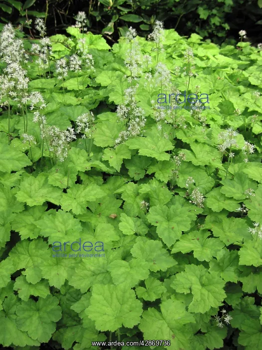 : Tiarella cordifolia : Tiarella cordifolia