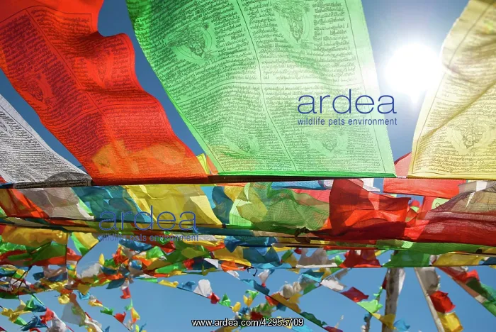 : Tibet prayer flags against the sun : Tibet prayer flags against the sun