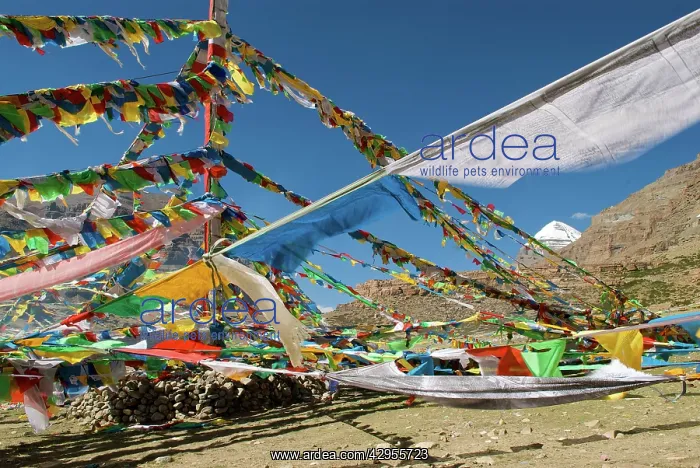 : Tibet Sacred Mt Kailash and prayer flags - (Pilgrims : Tibet Sacred Mt Kailash and prayer flags - (Pilgrims