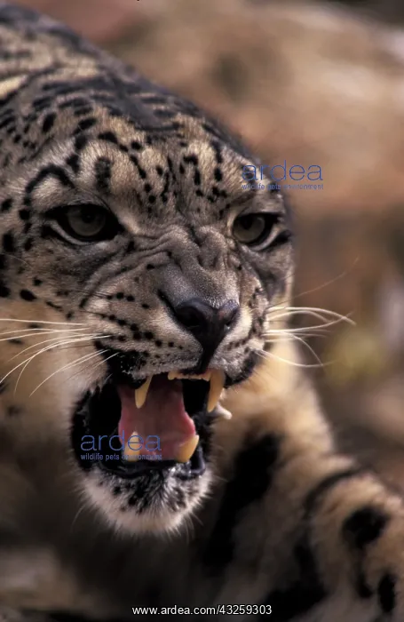 : Tibet. Snow Leopard (Panthera uncia uncia) : Tibet. Snow Leopard (Panthera uncia uncia)