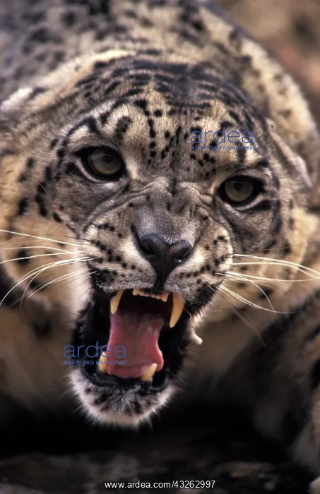 : Tibet. Snow Leopard (Panthera uncia uncia) : Tibet. Snow Leopard (Panthera uncia uncia)