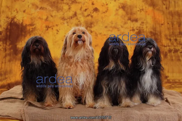 : Tibet terrier, four bitches sitting next to each : Tibet terrier, four bitches sitting next to each