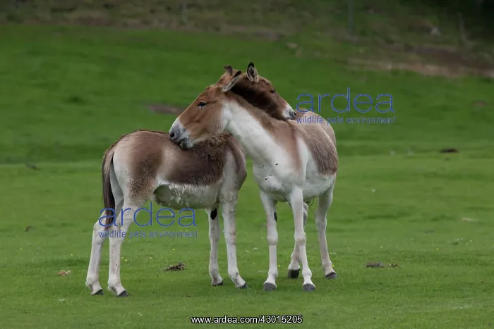 : Tibet Wild Ass / Kiang : Tibet Wild Ass / Kiang