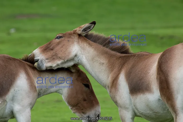 : Tibet Wild Ass / Kiang : Tibet Wild Ass / Kiang