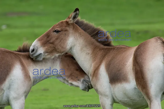 : Tibet Wild Ass / Kiang : Tibet Wild Ass / Kiang