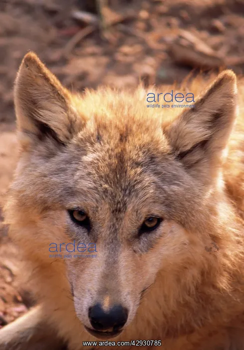 : Tibetan / Asian Wolf : Tibetan / Asian Wolf