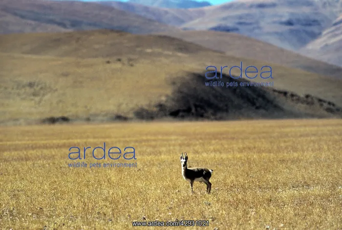 : Tibetan Gazelle - male : Tibetan Gazelle - male