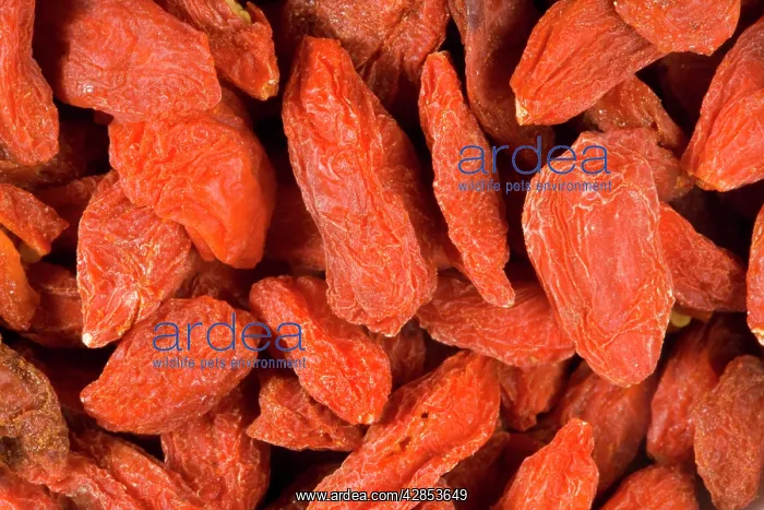 : Tibetan Goji berry or Wolf berry : Tibetan Goji berry or Wolf berry