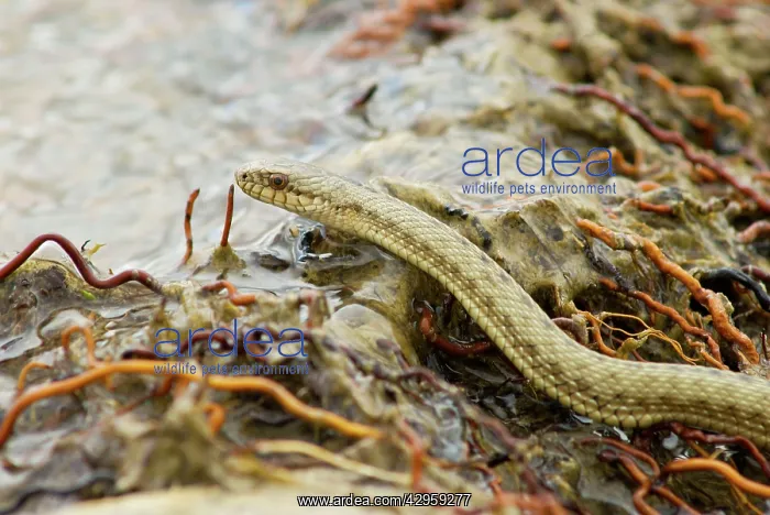 : Tibetan Hot Spring Snake at around 4000 meters : Tibetan Hot Spring Snake at around 4000 meters