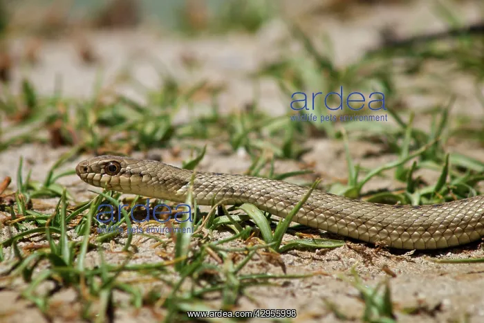  : Tibetan Hot Spring Snake - China Tibet