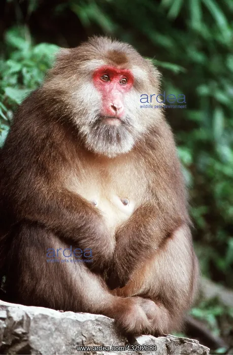 : Tibetan Macaque Monkey - female, sitting : Tibetan Macaque Monkey - female, sitting