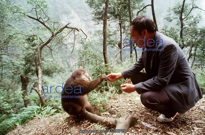 : TIBETAN MACAQUE - Pilgrim feeding : TIBETAN MACAQUE - Pilgrim feeding