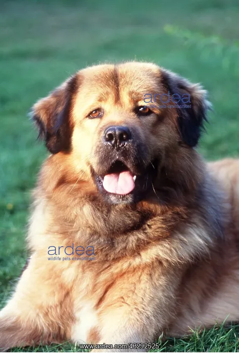 : Tibetan Mastiff DOG - close-up of head : Tibetan Mastiff DOG - close-up of head