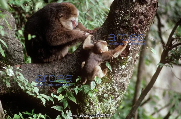 : Tibetan / Pere David's / Chinese Stump-tailed / : Tibetan / Pere David's / Chinese Stump-tailed /