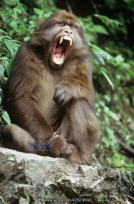 : Tibetan / Pere David's / Chinese Stump-tailed / : Tibetan / Pere David's / Chinese Stump-tailed /