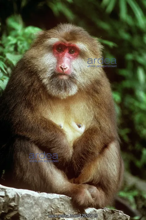 : Tibetan / Pere David's / Chinese Stump-tailed / : Tibetan / Pere David's / Chinese Stump-tailed /