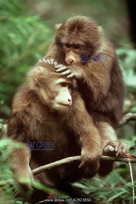 : Tibetan / Pere David's / Chinese Stump-tailed / : Tibetan / Pere David's / Chinese Stump-tailed /