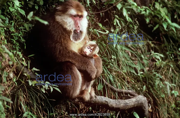 : Tibetan / Pere David's / Chinese Stump-tailed / : Tibetan / Pere David's / Chinese Stump-tailed /