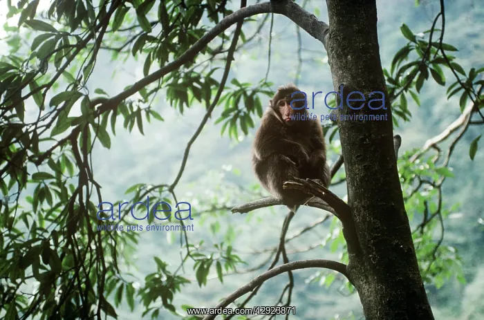 : Tibetan / Pere David's / Chinese Stump-tailed / : Tibetan / Pere David's / Chinese Stump-tailed /