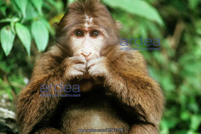 : Tibetan / Pere David's / Chinese Stump-tailed / : Tibetan / Pere David's / Chinese Stump-tailed /