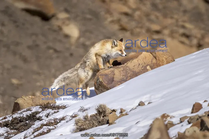 : Tibetan red fox (Vulpes vulpes montana) : Tibetan red fox (Vulpes vulpes montana)