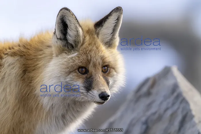 : Tibetan red fox (Vulpes vulpes montana) : Tibetan red fox (Vulpes vulpes montana)