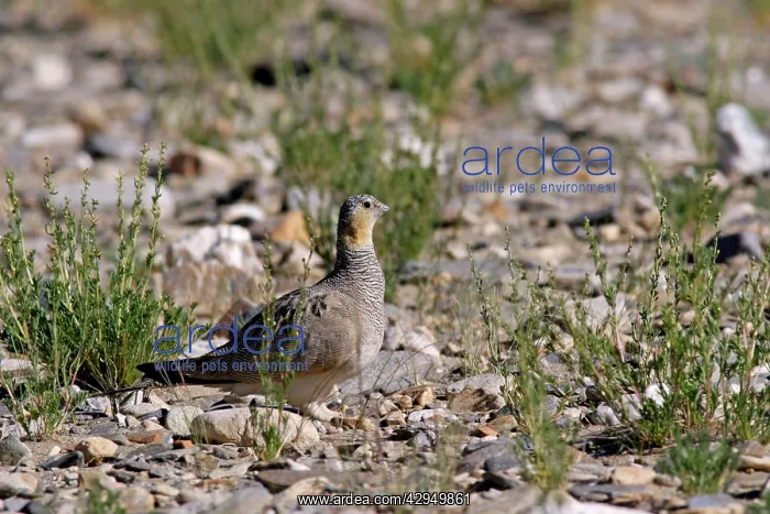 : Tibetan Sandgrouse (female) : Tibetan Sandgrouse (female)