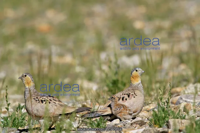 : Tibetan Sandgrouse - female (on L), male and chick : Tibetan Sandgrouse - female (on L), male and chick