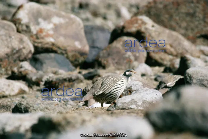 : TIBETAN SNOWCOCK : TIBETAN SNOWCOCK