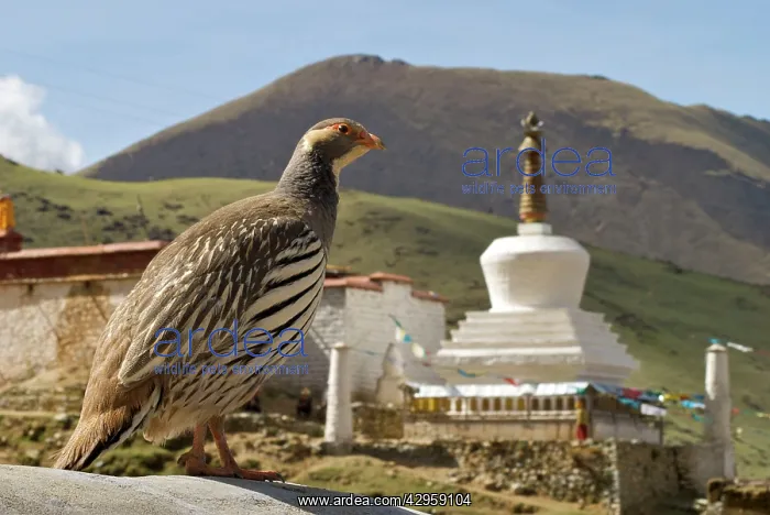 : Tibetan Snowcock with stuppa / chortan - China : Tibetan Snowcock with stuppa / chortan - China