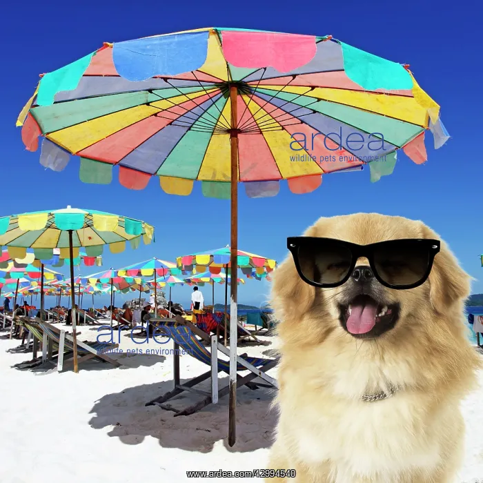 : Tibetan Spaniel Dog wearing sunglasses on beach : Tibetan Spaniel Dog wearing sunglasses on beach