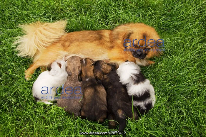  : Tibetan Spaniel - with five puppies suckling