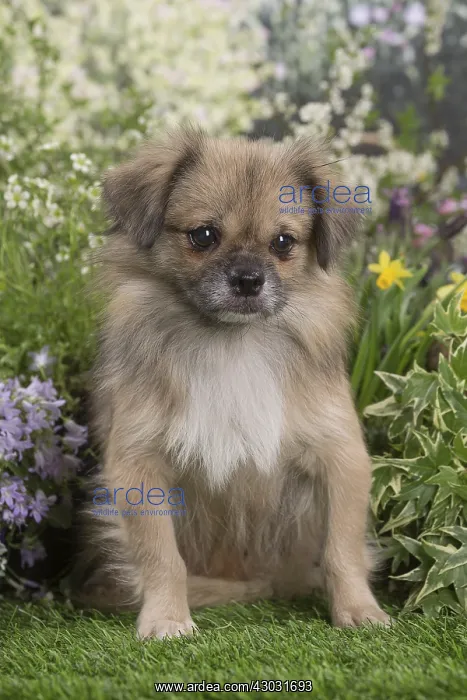  : Tibetan Spaniel puppy outdoors