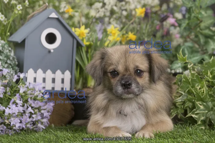  : Tibetan Spaniel puppy outdoors